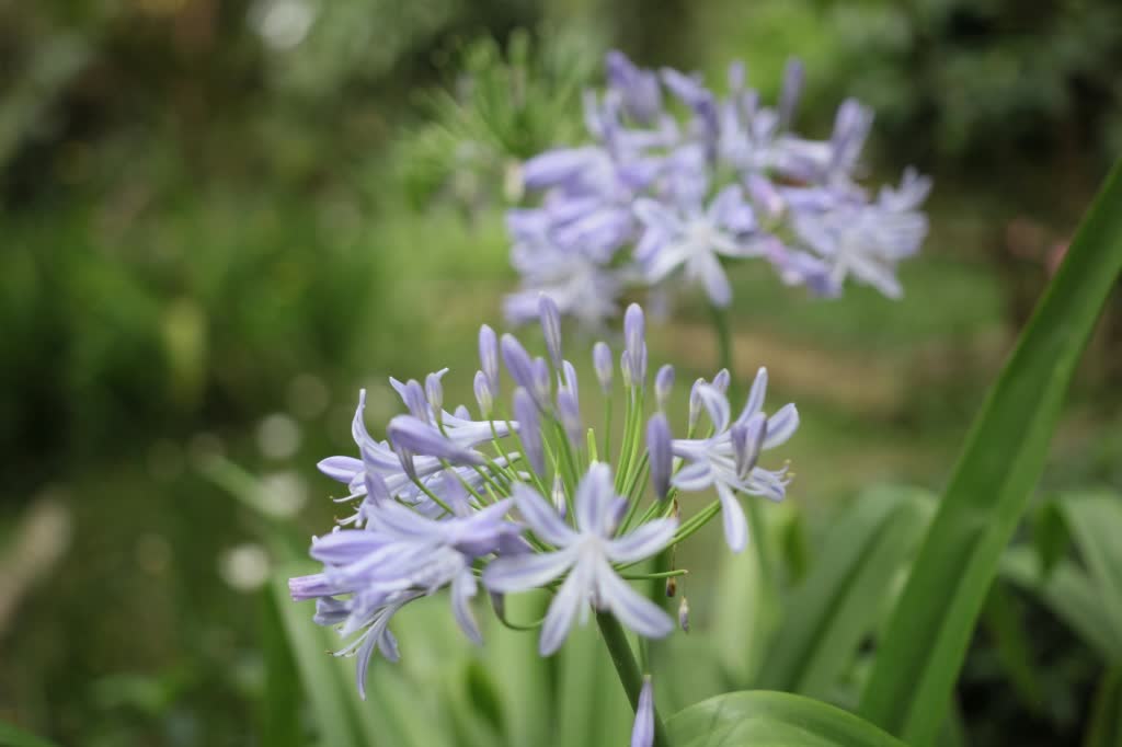 Agapanthus Flower Agapanthus Flower