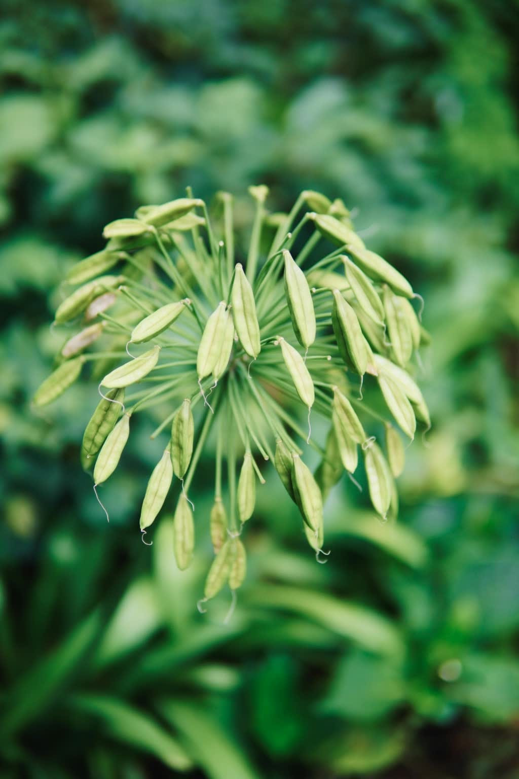 Agapanthus seed pods Agapanthus seed pods