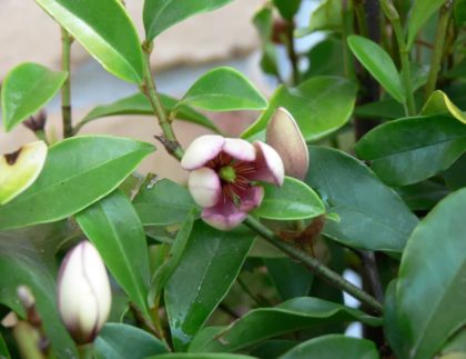 Deep burgundy Port Wine Magnolia flower surrounded by glossy evergreen foliage