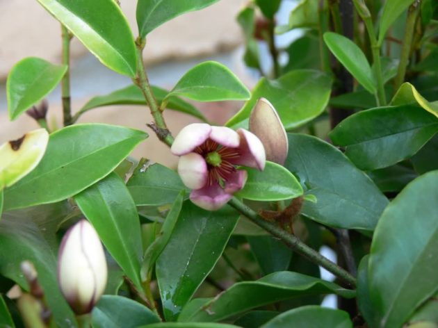 Deep burgundy Port Wine Magnolia flower surrounded by glossy evergreen foliage