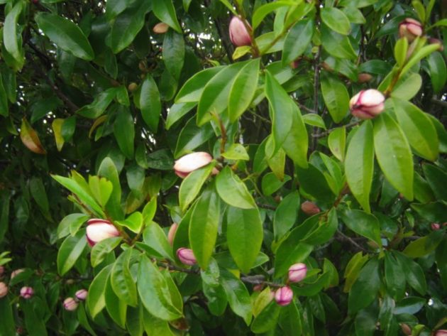 How to Grow Port Wine Magnolias