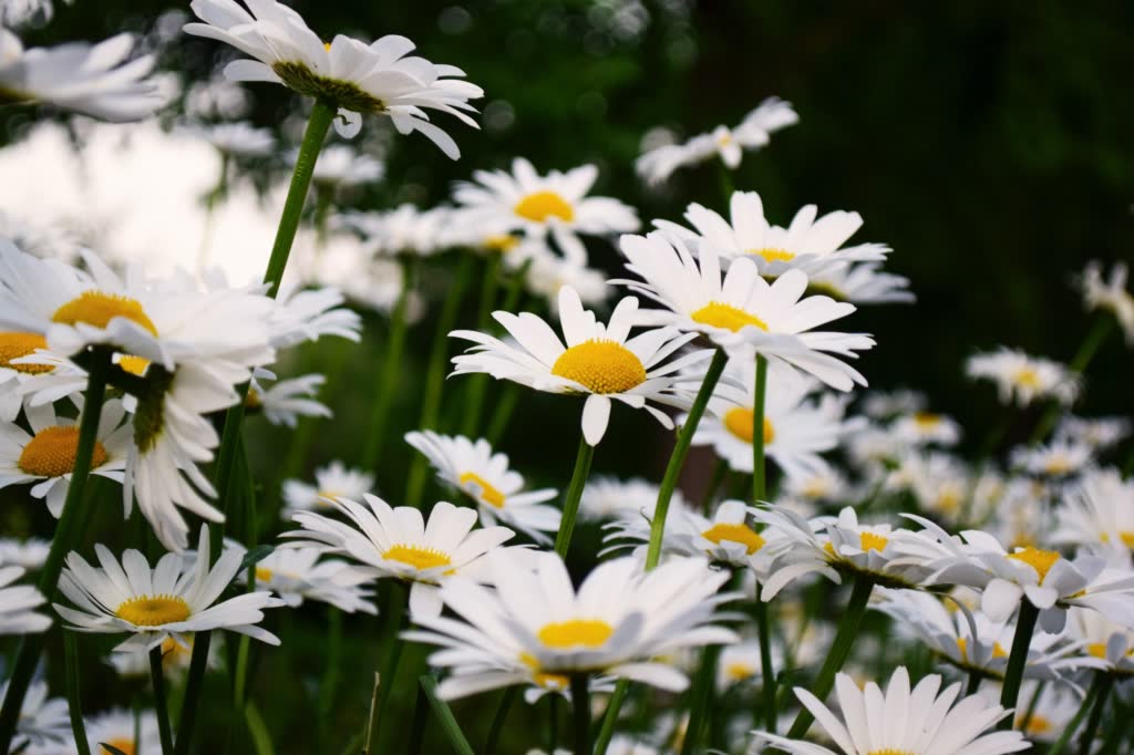 Daisies