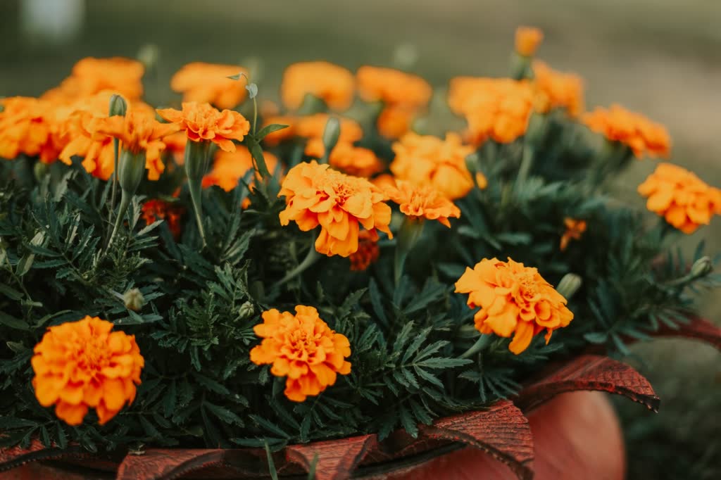 Marigolds