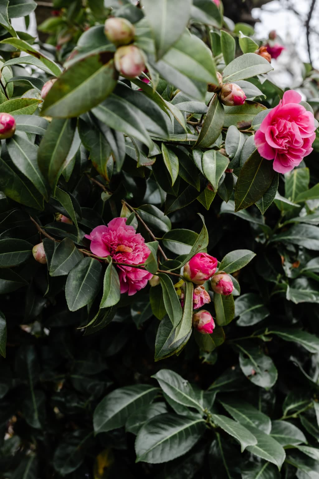 Perennial Camelias Camelias are a perennial low maintenance plant