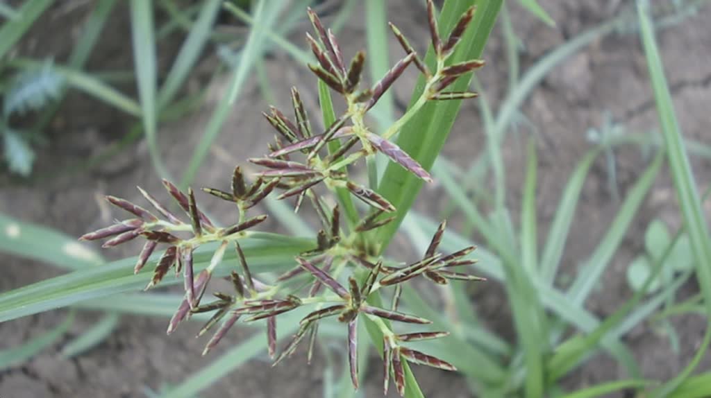 Nutgrass Flower