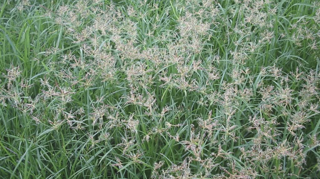 Nutgrass flowering