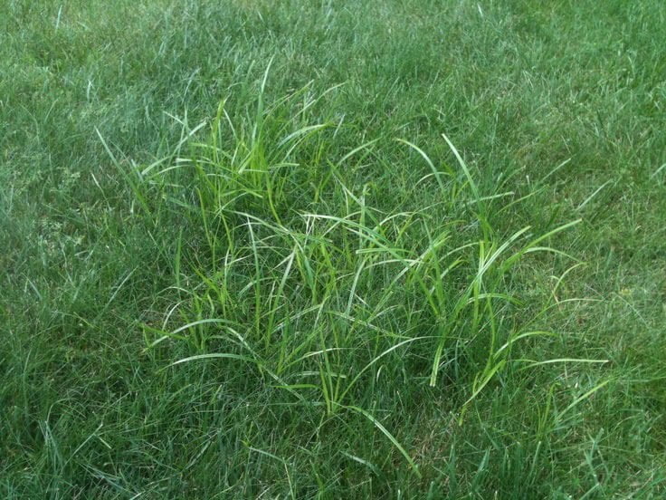 Nutgrass in Lawn