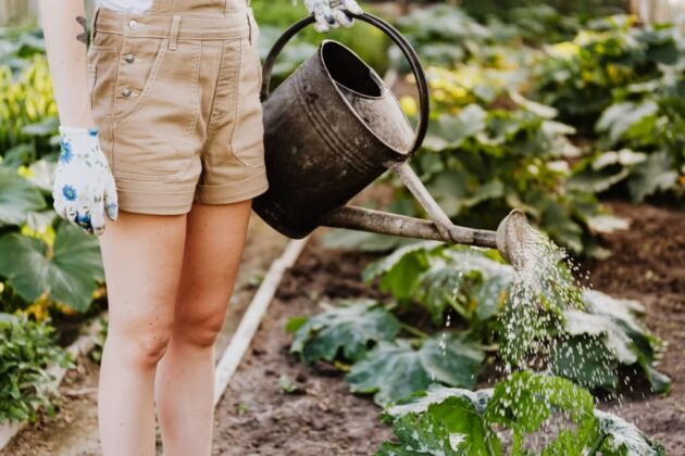 Gardener gently watering plants in the garden using a watering can, demonstrating a low-impact gardening task suitable during injury recovery or limited mobility.