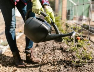 hot weather gardening