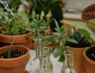 Plants in containers