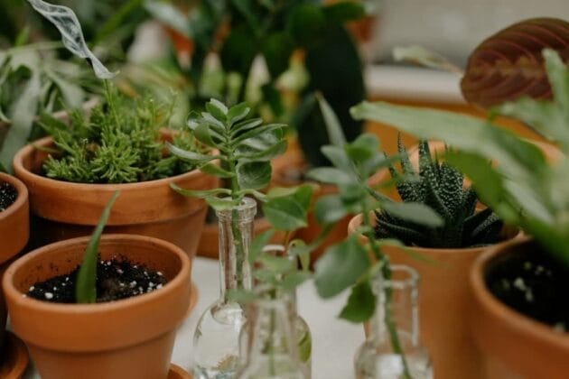 Plants in containers