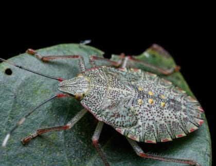Stink bug on citrus