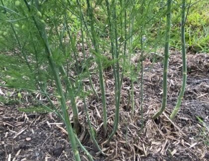 Thin Asparagus
