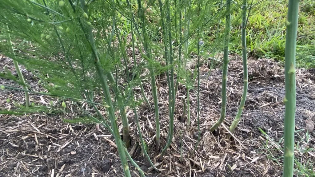 Thin Asparagus
