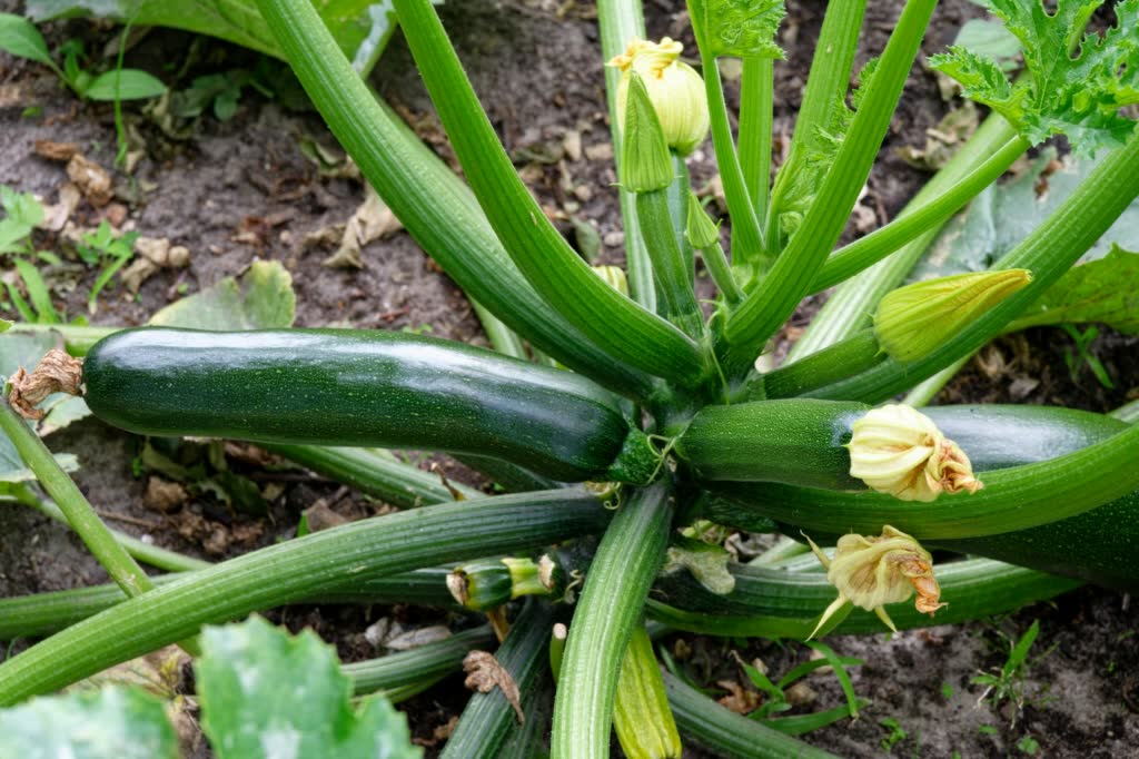 Zucchini plant with large green leaves, bright yellow flowers, and growing zucchini fruits in a garden setting.