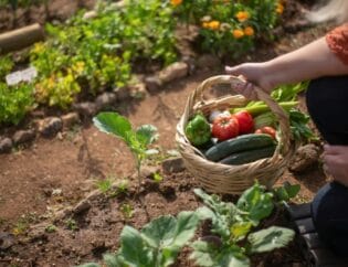 Summer Vegetable Gardening