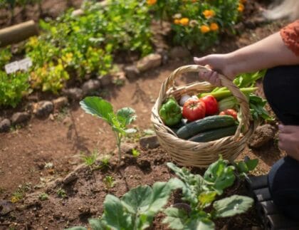 Summer Vegetable Gardening