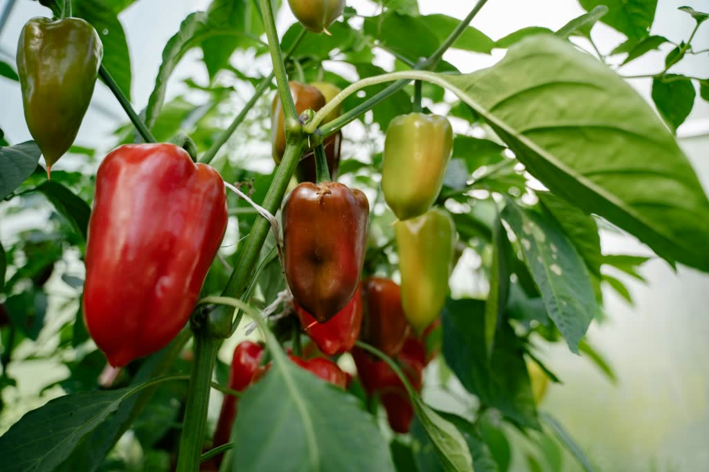 fresh capsicum (bell peppers) in vibrant red, yellow, and green colors, showcasing their glossy skin and crisp texture