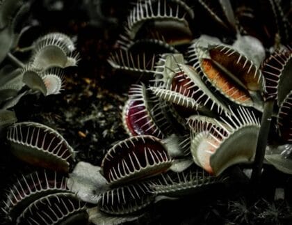Close-up of a Venus Flytrap (Dionaea muscipula) with open jaws, showcasing its unique tooth-like edges and trigger hairs, ready to catch an insect. The plant is set against a green background, highlighting its distinctive appearance.