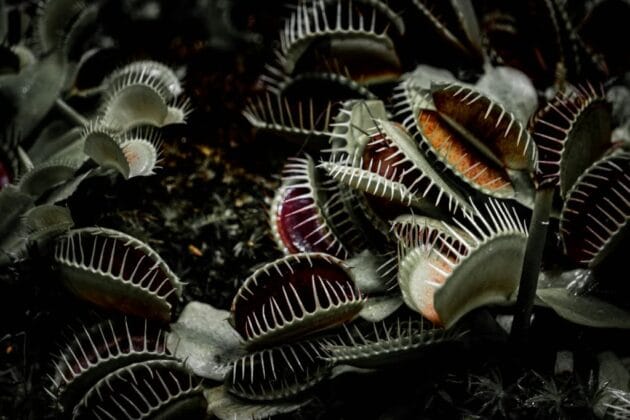 Close-up of a Venus Flytrap (Dionaea muscipula) with open jaws, showcasing its unique tooth-like edges and trigger hairs, ready to catch an insect. The plant is set against a green background, highlighting its distinctive appearance.