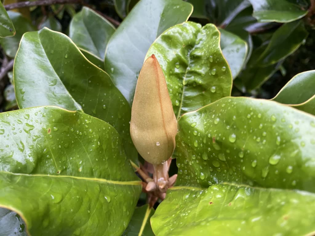 Southern Magnolia Flower Southern Magnolia Flower