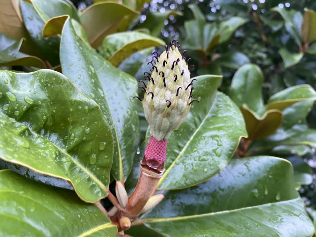 Southern Magnolia Flower1 Southern Magnolia Flower1