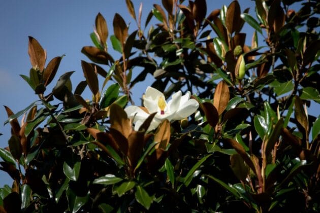 A close-up of a Southern Magnolia (Magnolia grandiflora) flower in full bloom, showcasing its large, creamy white petals and golden center, surrounded by glossy, dark green leaves.