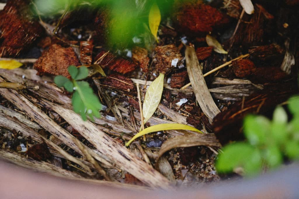 Composting material Pile of brown compost materials including dried leaves, shredded cardboard, and straw — carbon-rich ingredients used to balance green waste in composting.