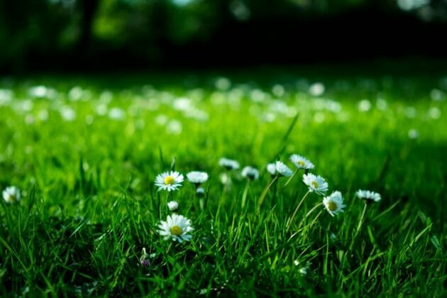 Close-up of white daisy flowers blooming in a green, low-maintenance lawn, illustrating a sustainable lawn alternative with natural ground cover.