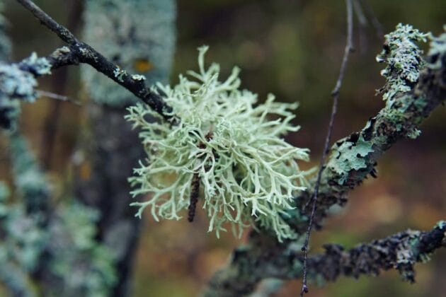 Close-up of pale green and yellow lichen growing on a tree branch, showing the delicate, textured surface of the lichen against a blurred natural background.