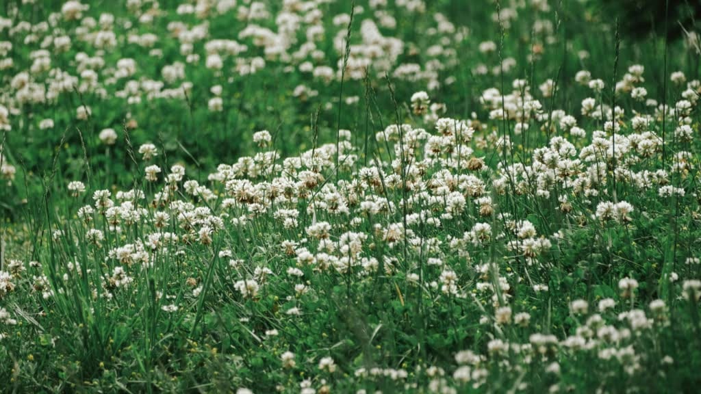A lush lawn covered with dense, healthy white clover, featuring small white flower clusters scattered across a carpet of green leaves.
