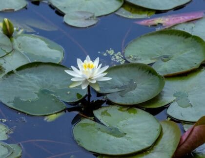 A tranquil backyard garden pond surrounded by aquatic plants, rocks, and blooming water lilies, attracting frogs and dragonflies.