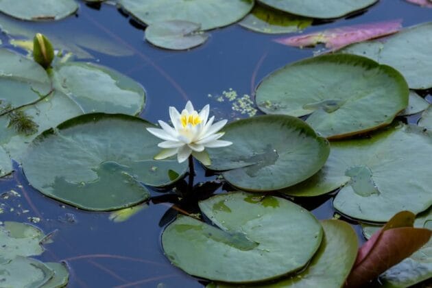 A tranquil backyard garden pond surrounded by aquatic plants, rocks, and blooming water lilies, attracting frogs and dragonflies.