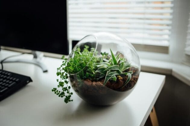 A clear, open glass terrarium containing layers of pebbles, activated charcoal, and soil, topped with moss, succulents, and small leafy plants. It rests on a wooden surface with soft natural light highlighting the textures and greenery.