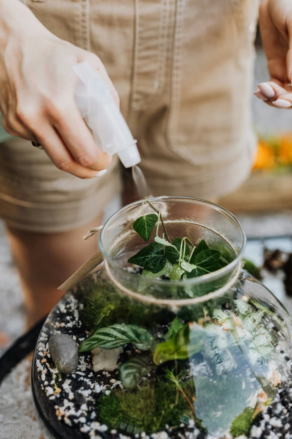 A hand holding a spray bottle gently misting water inside a glass terrarium filled with lush green moss and small plants, demonstrating careful watering to maintain moisture without overwatering.