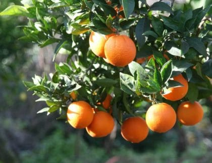 An orange tree with healthy, vibrant fruit growing among lush green leaves, bathed in natural sunlight.