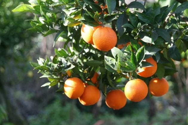 An orange tree with healthy, vibrant fruit growing among lush green leaves, bathed in natural sunlight.