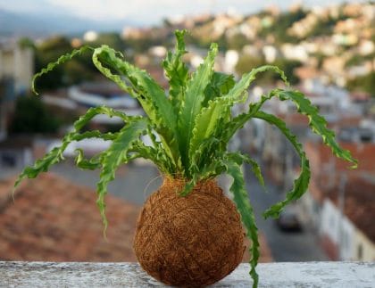Handmade kokedama moss ball with trailing green plant, displayed as part of a step-by-step guide on how to make a kokedama.