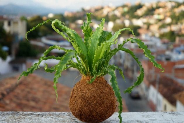 Handmade kokedama moss ball with trailing green plant, displayed as part of a step-by-step guide on how to make a kokedama.