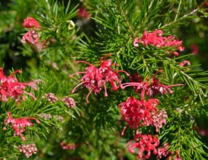 Close-up of a Grevillea shrub with vibrant red and pink flowers, showing healthy new growth - illustrating how and when to prune Grevilleas for better flowering and shape.
