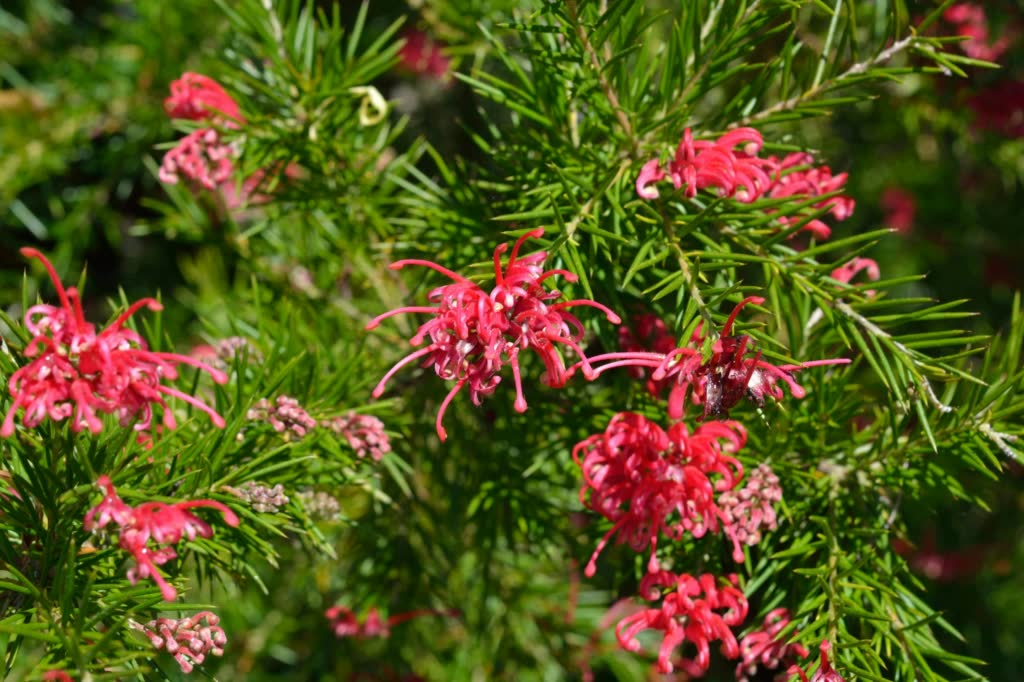 Close-up of a Grevillea shrub with vibrant red and pink flowers, showing healthy new growth - illustrating how and when to prune Grevilleas for better flowering and shape.