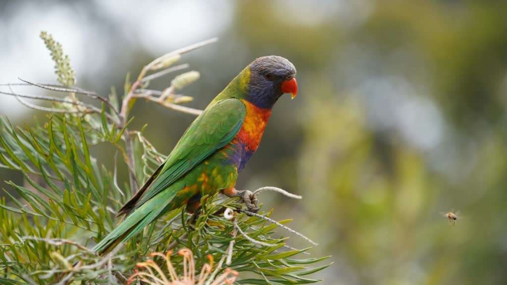 Grevillea and Lorikeet Grevillea and Lorikeet