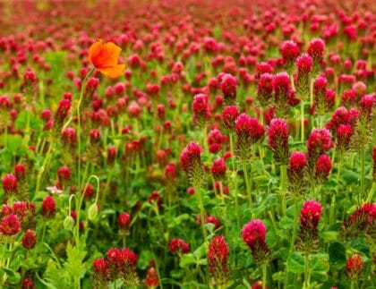 Crimson clover plants with red flowers growing in a field