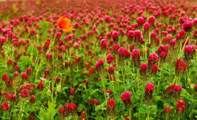Crimson clover plants with red flowers growing in a field