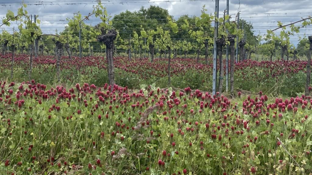 Crimson clover flowering between vineyard rows, used as a cover crop to improve soil health, fix nitrogen, and attract beneficial insects