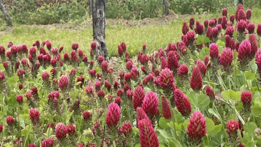 Flowering crimson clover in a field, used as a cover crop to improve soil health, fix nitrogen, and attract pollinators