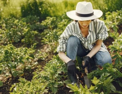 Person gently tending plants growing in the ground, demonstrating an easy gardening task suitable during injury recovery or limited mobility.