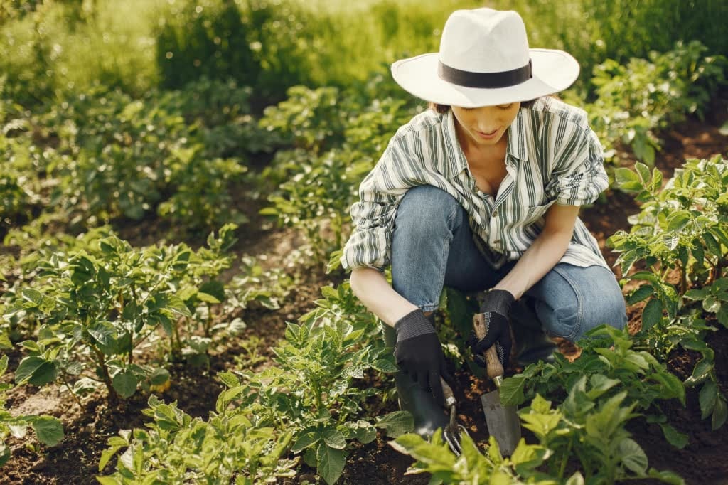 Person gently tending plants growing in the ground, demonstrating an easy gardening task suitable during injury recovery or limited mobility.