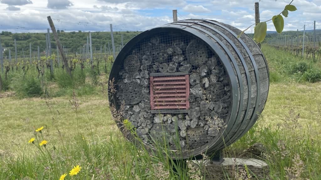 Wine barrel repurposed as an insect house for beneficial garden insects