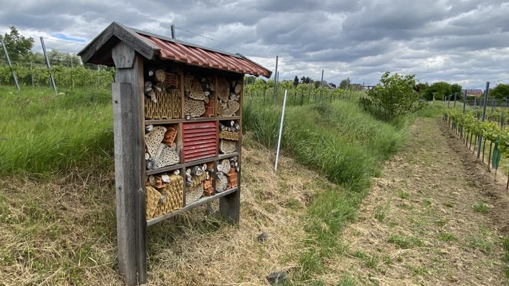 Three-level insect house providing habitat for beneficial insects in a vineyard
